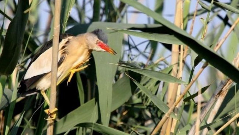 אנפית גמדית (1)