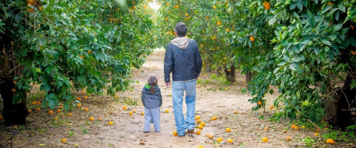קטיף בפרדס: חווית קטיף של פירות הדר במרכז (1)