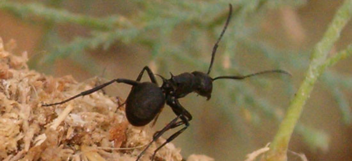 נמלה אורגת (1)