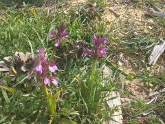 סחלב פרפרני - צילום של Iddo_3270859 - למטייל בישראל (טיולי)