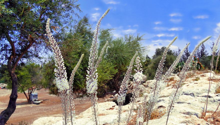 חצב בגובה של מטר וחצי | צילום: אריה טננבאום