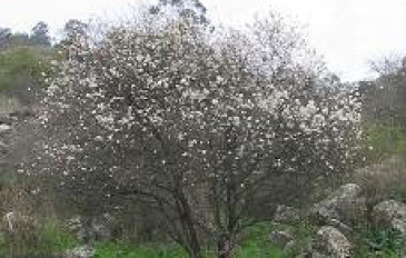 שקד מצוי (3)