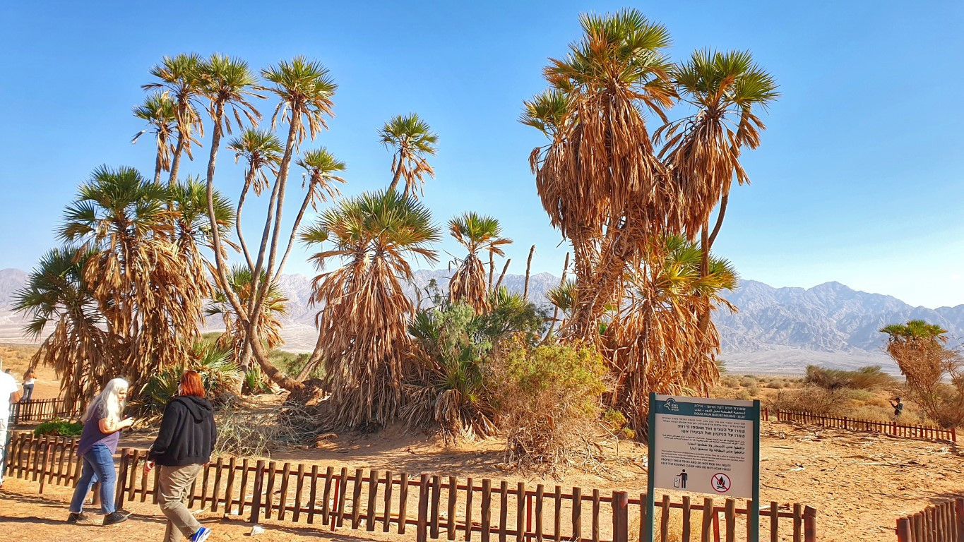 דקל הדום הצפוני ביותר בעולם. צילום: איתמר ברק
