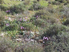 רקפת מצויה - צילום של Iddo_3270859 - למטייל בישראל (טיולי)