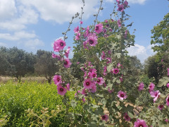 חוטמית זיפנית - צילום של אוהבת הארץ - למטייל בישראל (טיולי) 4