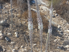 חצב מצוי - צילום של Iddo_3270859 - למטייל בישראל (טיולי) 11