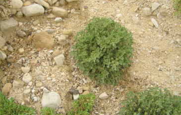 שושנת-יריחו אמיתית - שושנת-יריחו האמיתית (3)