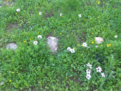 כלנית מצויה - צילום של Iddo_3270859 - למטייל בישראל (טיולי)