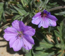 תמונת של גרניון הלבנון
