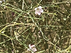 גבסנית ערבית - צילום של אלחי47 - למטייל בישראל (טיולי) 2
