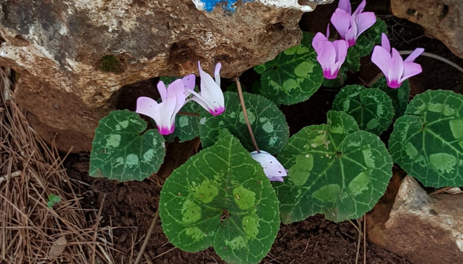 תמונה מתוך למטייל בישראל (טיולי)