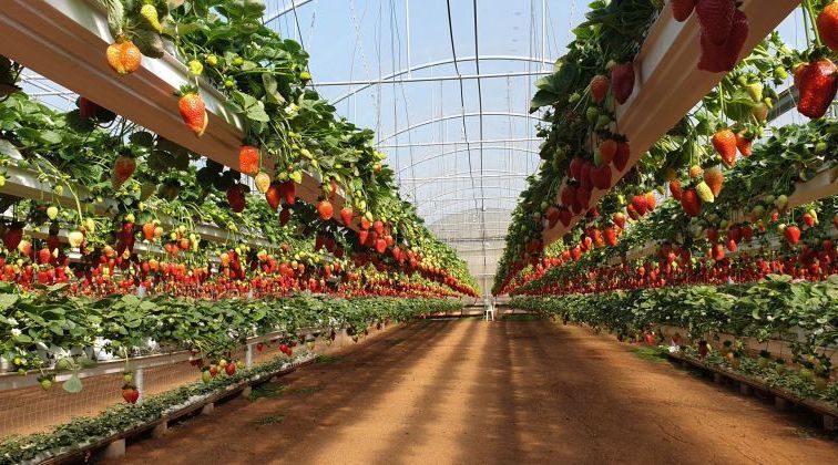 תמונה של הבילוי הכי מתוק שיש: 6 מקומות שווים לקטיף תותים - למטייל בישראל (טיולי)