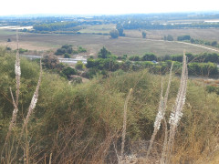 חצב מצוי - צילום של Iddo_3270859 - למטייל בישראל (טיולי) 3
