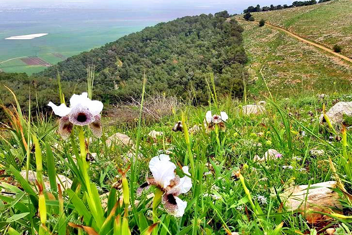 האירוס הנצרתי. צילום: אלכסנדר דובינסקי