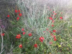 נורית אסיה - צילום של Iddo_3270859 - למטייל בישראל (טיולי) 3