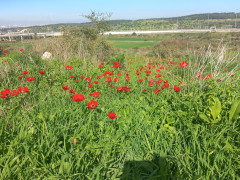 כלנית מצויה - צילום של Iddo_3270859 - למטייל בישראל (טיולי) 5