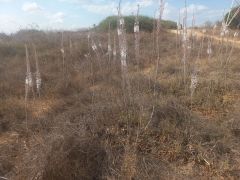 חצב מצוי - צילום של Iddo_3270859 - למטייל בישראל (טיולי) 2