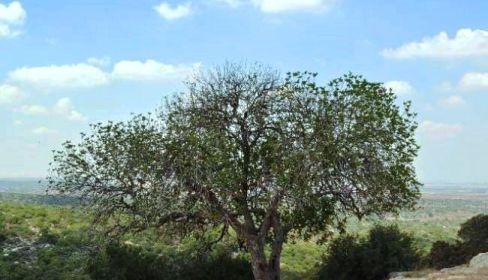 תמונה של קטע מספר 22: מנתיב הל''ה לבית גוברין - למטייל בישראל (טיולי)