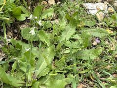 פשתנית ארם-צובא - צילום של אלחי47 - למטייל בישראל (טיולי)