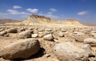 שדה הבולבוסים ליד הר צין - פלאים קטנים: 7 מקומות מיוחדים בטבע הישראלי שצריך להכיר (2)