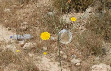 קיטה רותמית (3)