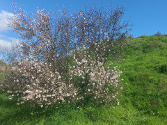 שקד מצוי - צילום של Iddo_3270859 - למטייל בישראל (טיולי) 3