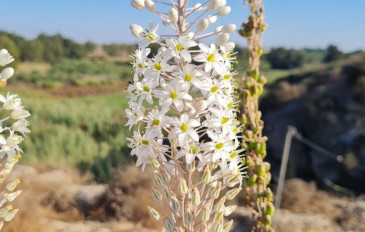 טבע וחצבים בשמורת אודים - פריטור טבע וחצבים בשמורת אודים (3)