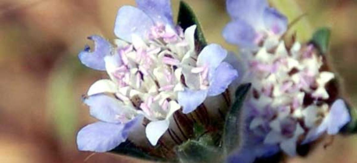 נוציץ עטוף (1)