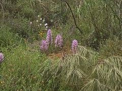 סחלב איטלקי - צילום של Iddo_3270859 - למטייל בישראל (טיולי)