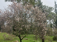 שקד מצוי - צילום של Iddo_3270859 - למטייל בישראל (טיולי)