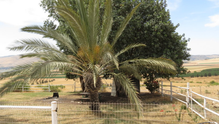 חורשת יואב (1)