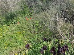 אירוס הארגמן - צילום של מרבילה - למטייל בישראל (טיולי)