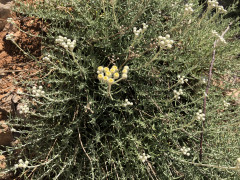 אכילאה ערבתית - צילום של אלחי47 - למטייל בישראל (טיולי)