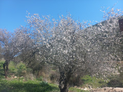שקד מצוי - צילום של Iddo_3270859 - למטייל בישראל (טיולי) 4