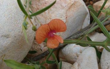 טופח ריסני (3)