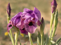 אירוס הנגב - צילום של Arie Tennbaum_4164598 - למטייל בישראל (טיולי) 2