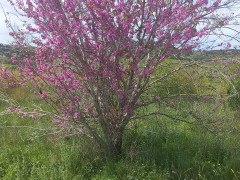 כליל החורש - צילום של Iddo_3270859 - למטייל בישראל (טיולי) 2