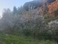 שקד מצוי - צילום של Iddo_3270859 - למטייל בישראל (טיולי) 5