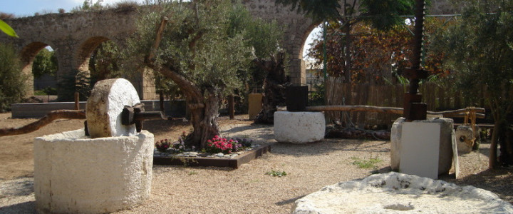 מרכז הזית והשמן - קדמא גליל (1)