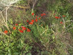 נורית אסיה - צילום של Iddo_3270859 - למטייל בישראל (טיולי)