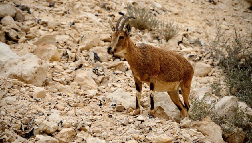 יעלים בעין עבדת | צילום: אבנר ש