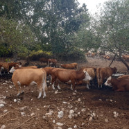 תמונה מתוך למטייל בישראל (טיולי)