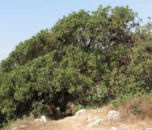 תמונת של חרוב מצוי