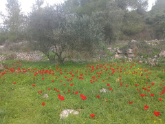 כלנית מצויה - צילום של Iddo_3270859 - למטייל בישראל (טיולי)