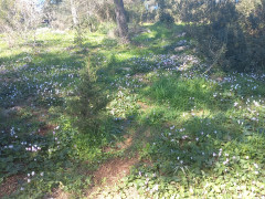 רקפת מצויה - צילום של Iddo_3270859 - למטייל בישראל (טיולי) 3