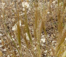 תמונת של מלעניאל מצוי