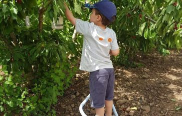קטיף עצמי הדובדבן שבגולן (2)