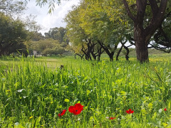 כלנית מצויה - צילום של אוהבת הארץ - למטייל בישראל (טיולי)
