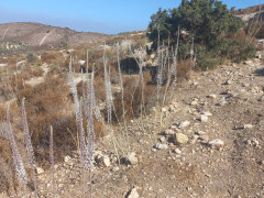 חצב מצוי - צילום של Iddo_3270859 - למטייל בישראל (טיולי) 9