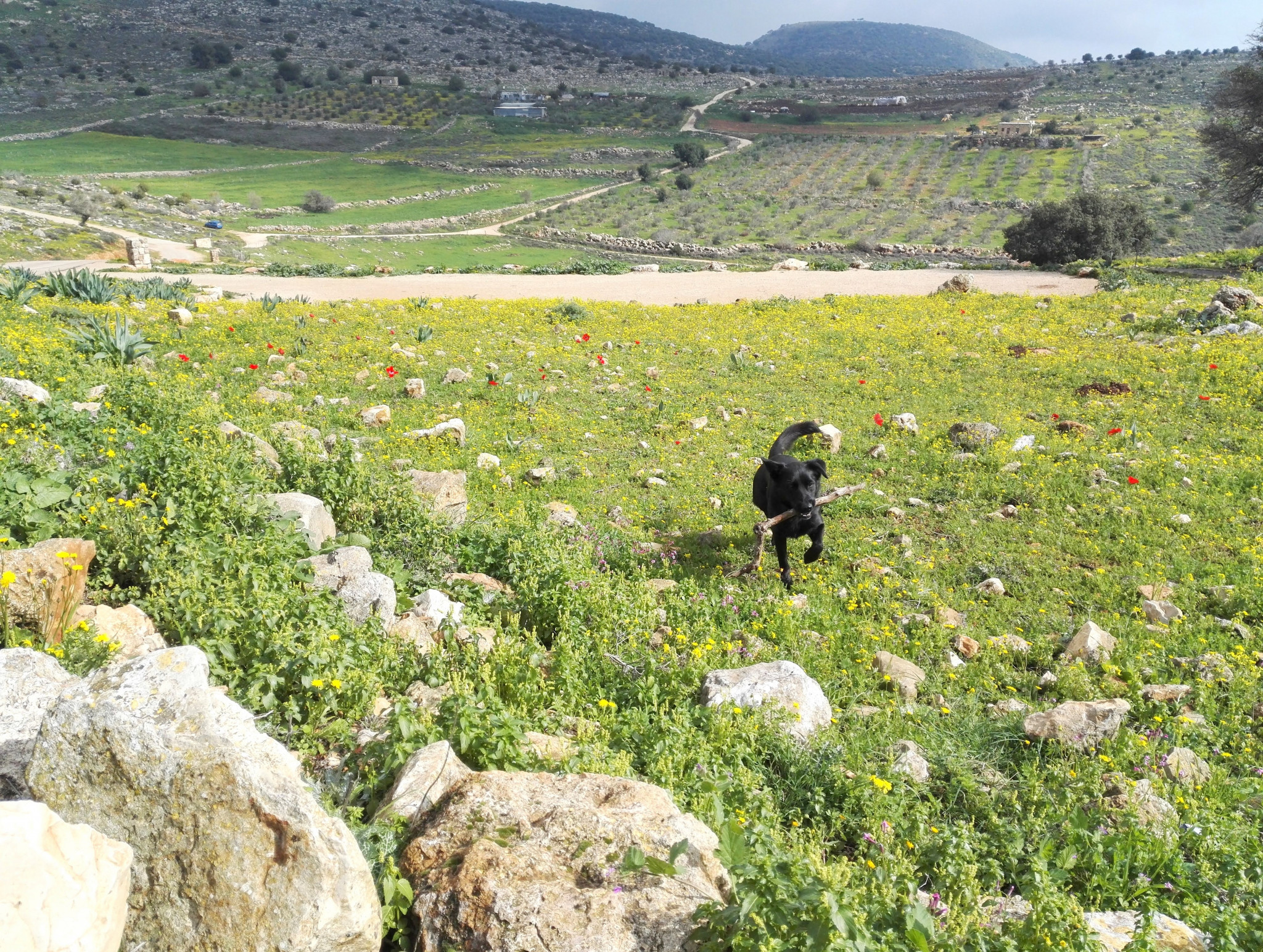 ירוק במיוחד בתל ידפת | צילום: אינה מנשה